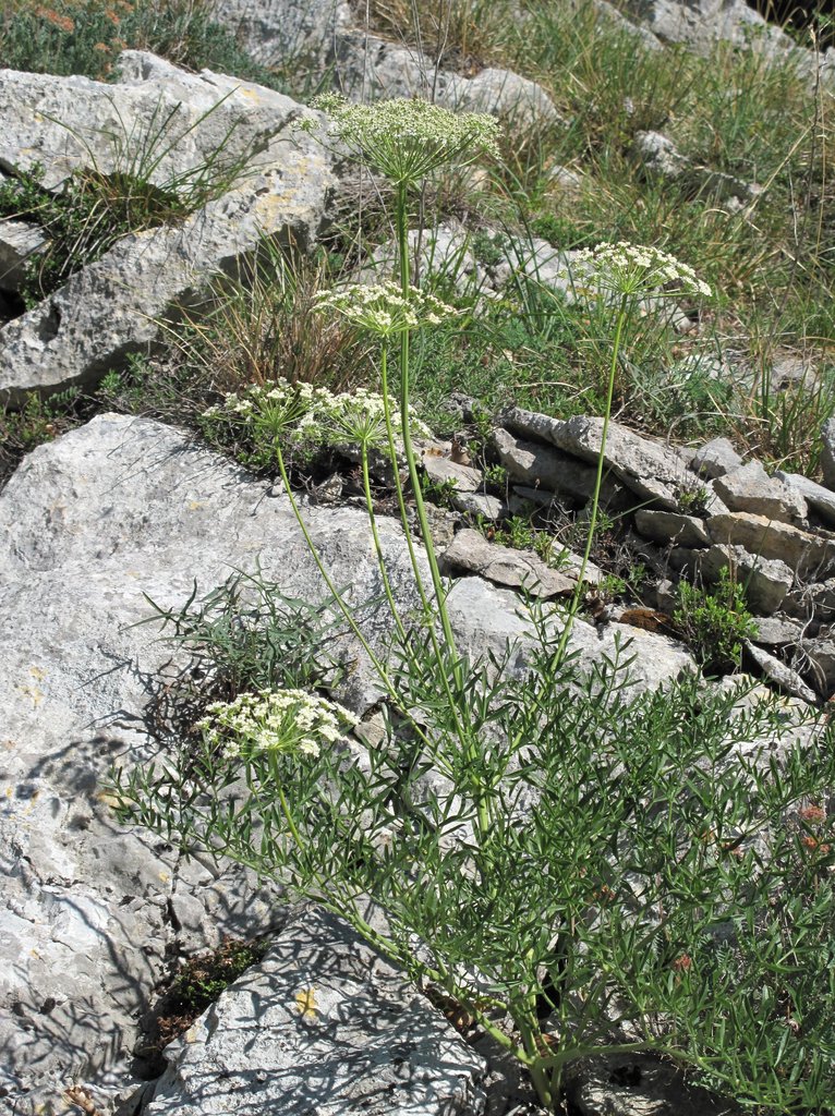Laserpitium gallicum